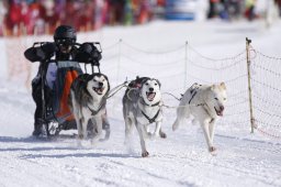 Lenk 2013
